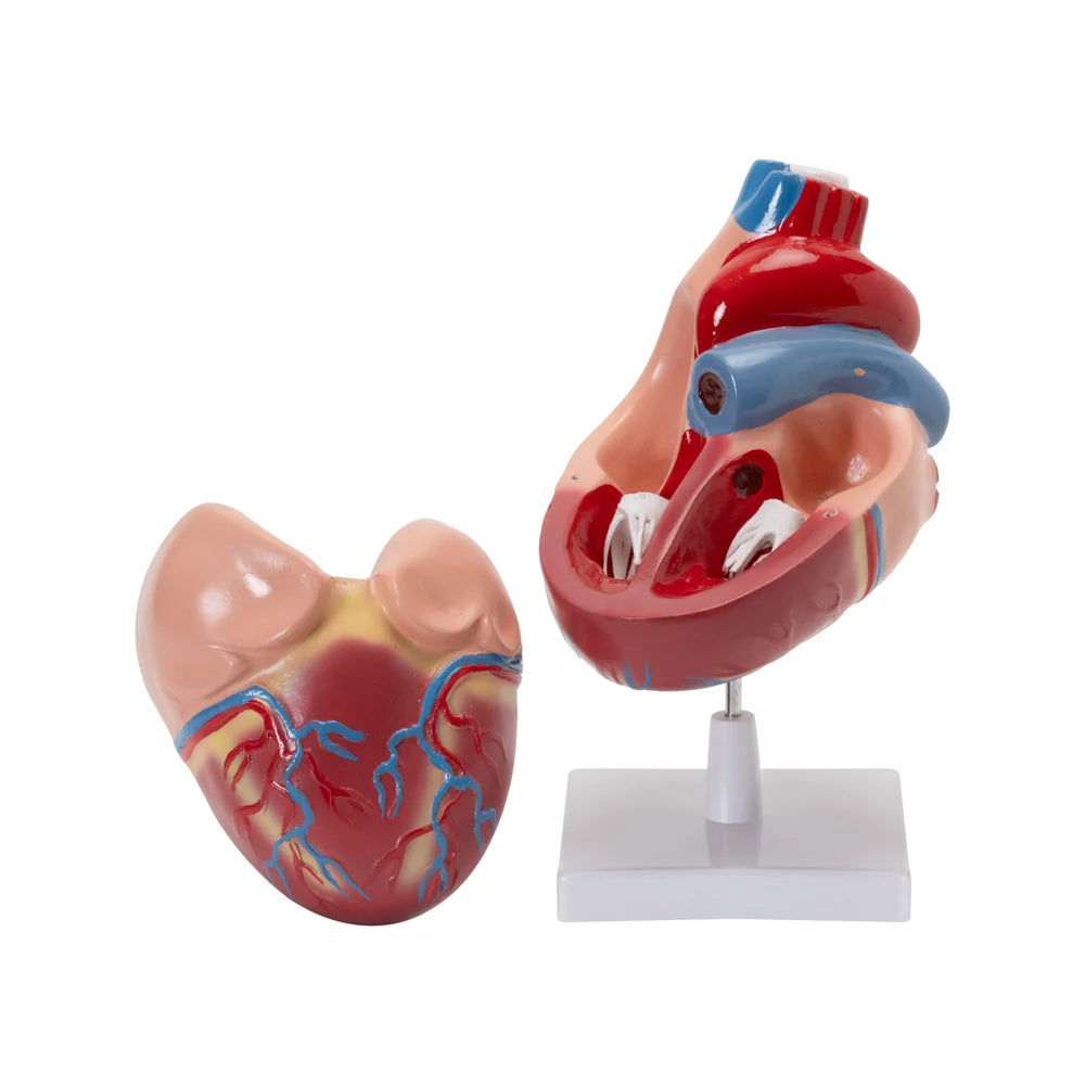Image ALT Tags:
"Life-size Human Heart Model for Biology Labs"
"Medical Training Heart Model for Nursing Students"
"Anatomical Heart with Arteries for Education"