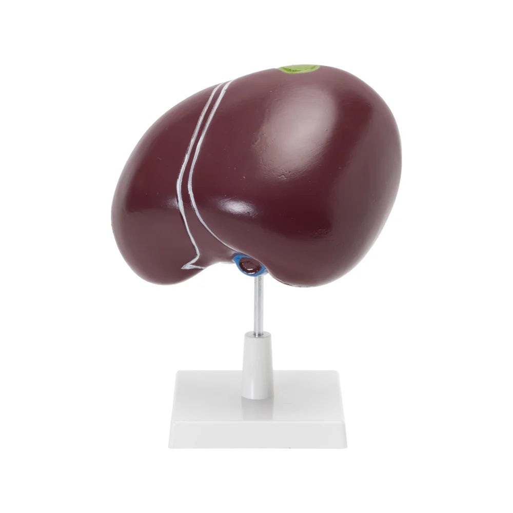 Image ALT Tags:
"Human liver and gallbladder model for medical colleges"
"PVC anatomical liver model for biology classroom"
"Export quality liver teaching aid from India"