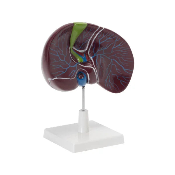 Buy Human Liver with Gallbladder Model – Detailed Teaching Tool for Medical & Science Labs