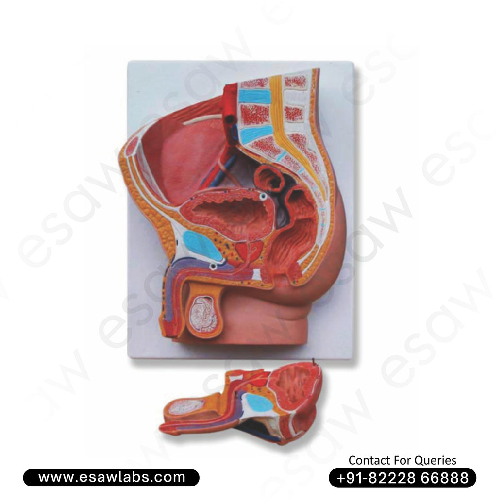 Human Male Pelvis Section (2 Parts) Model – Life-Size Anatomical Model of Male Pelvic Organs