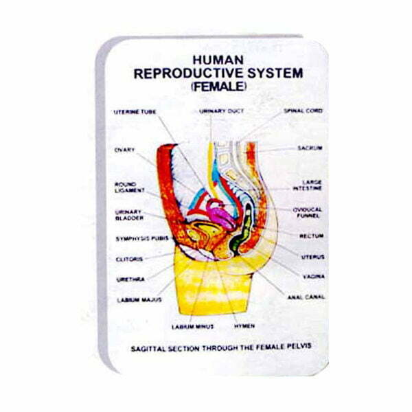 Shop Human Physiology Charts – Educational Medical Wall Posters by ESAW India
