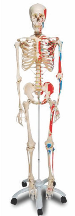 Human Skeleton with one side Painted Muscles Model