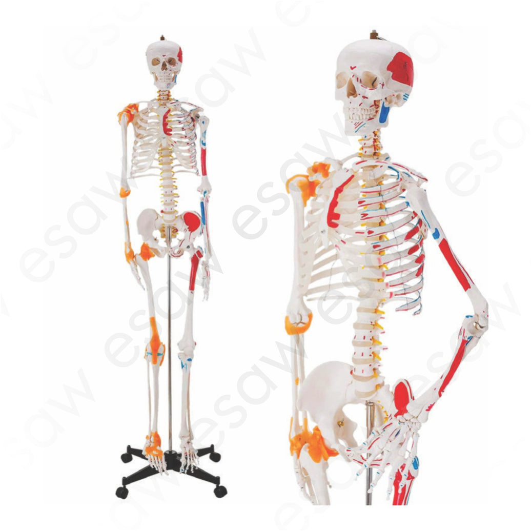 Human Skeleton Life Size Articulated