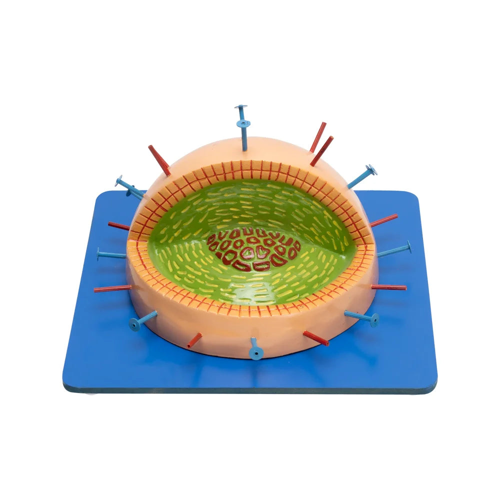 Image ALT Tags:
"Influenza Virus 3D Model for Virology Lab Demonstration"
"ESAW Flu Virus Educational Model for Medical Schools"
"Plastic Influenza Virus Model for Science Classrooms"