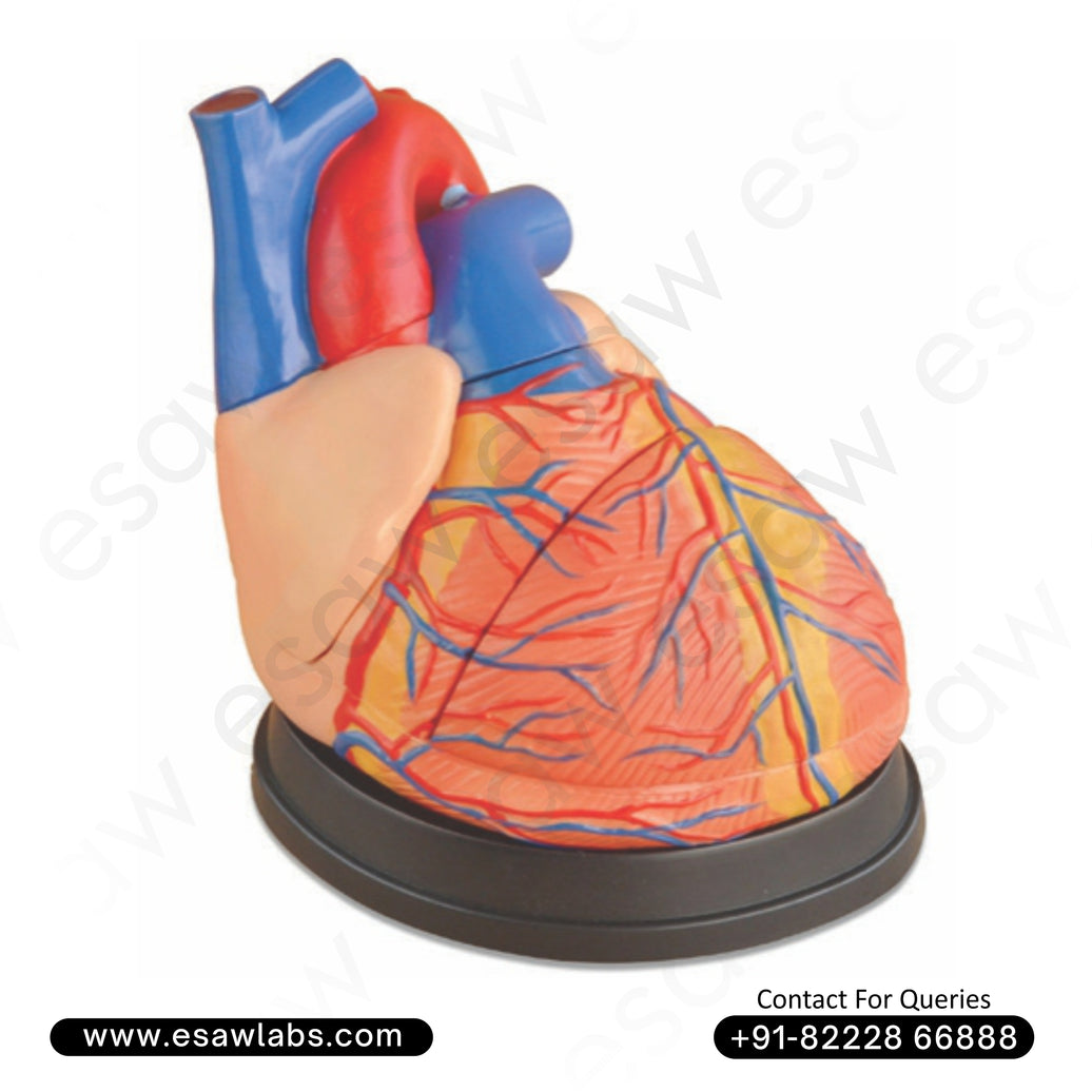❤️ Buy Jumbo Heart Model – 4x Enlarged, 3-Part Dissectible Human Heart Anatomy Model | ESAW India