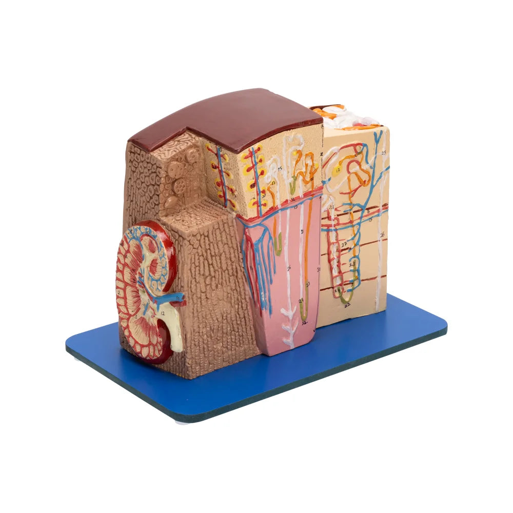 Image ALT Tags:
"Kidney nephron structure model for biology lab use"
"PVC kidney microstructure model for students and training"
"Magnified renal anatomy model for science classroom demonstration"