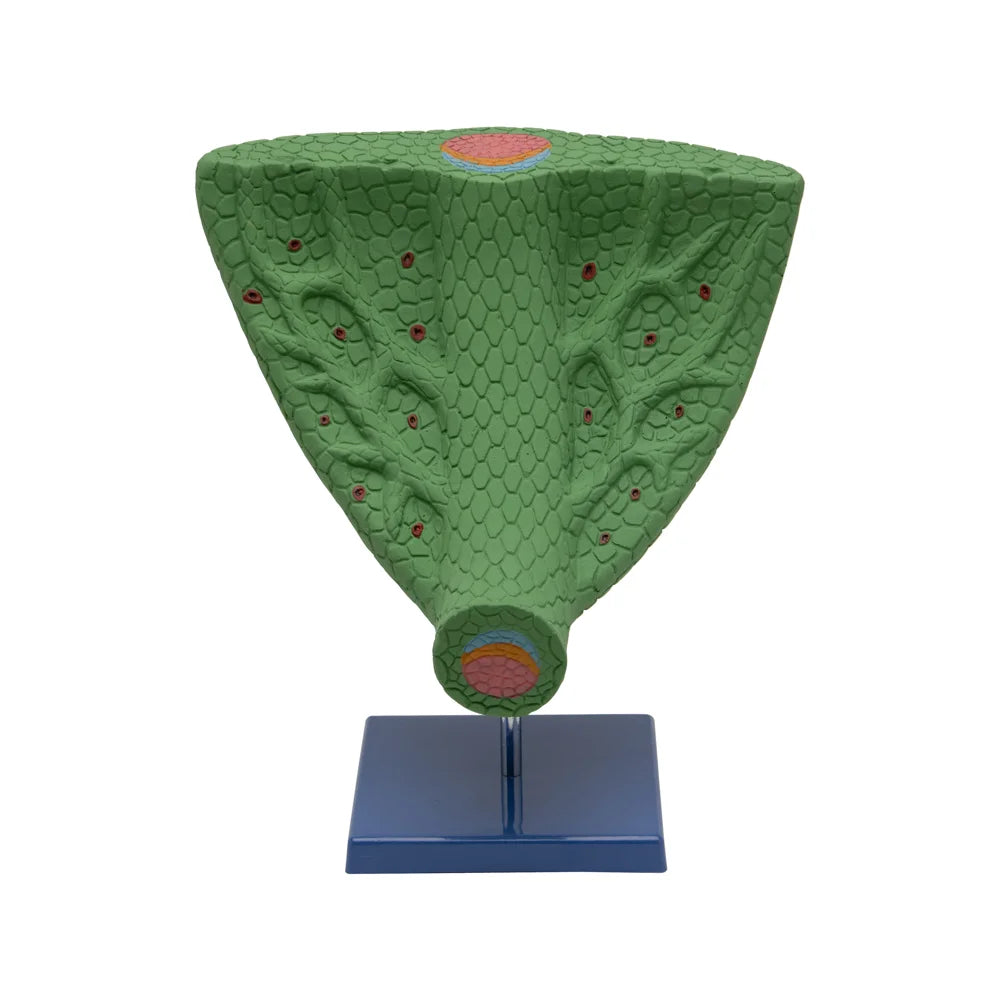🖼️ Image ALT Tags for SEO & Accessibility:
"Leaf Anatomy Cross Section Model for Science Lab"
"Educational Leaf Tissue Model for Biology Classroom"
"Plastic Leaf Anatomy Model for Schools and Colleges"