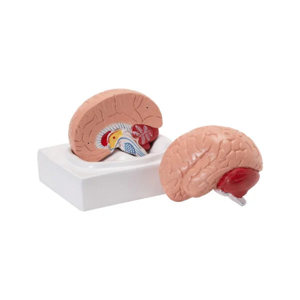 Buy Life-Size Human Brain Model – 2-Part Anatomical Tool for Medical Training