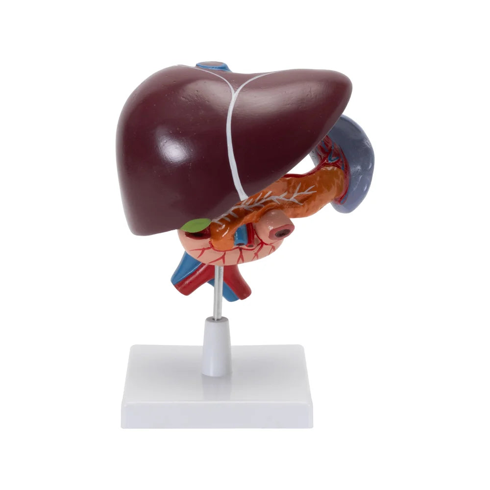 Image ALT Tags:
"Liver pancreas duodenum anatomy model for medical lab training"
"Digestive system educational model with liver and pancreas"
"PVC anatomical lab model for biology and nursing students"