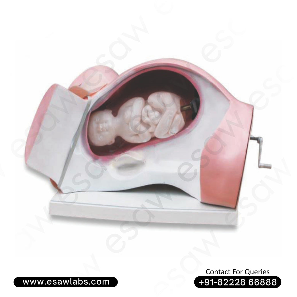 Leopold Maneuvers Simulator – Realistic Model for Obstetric Delivery Training