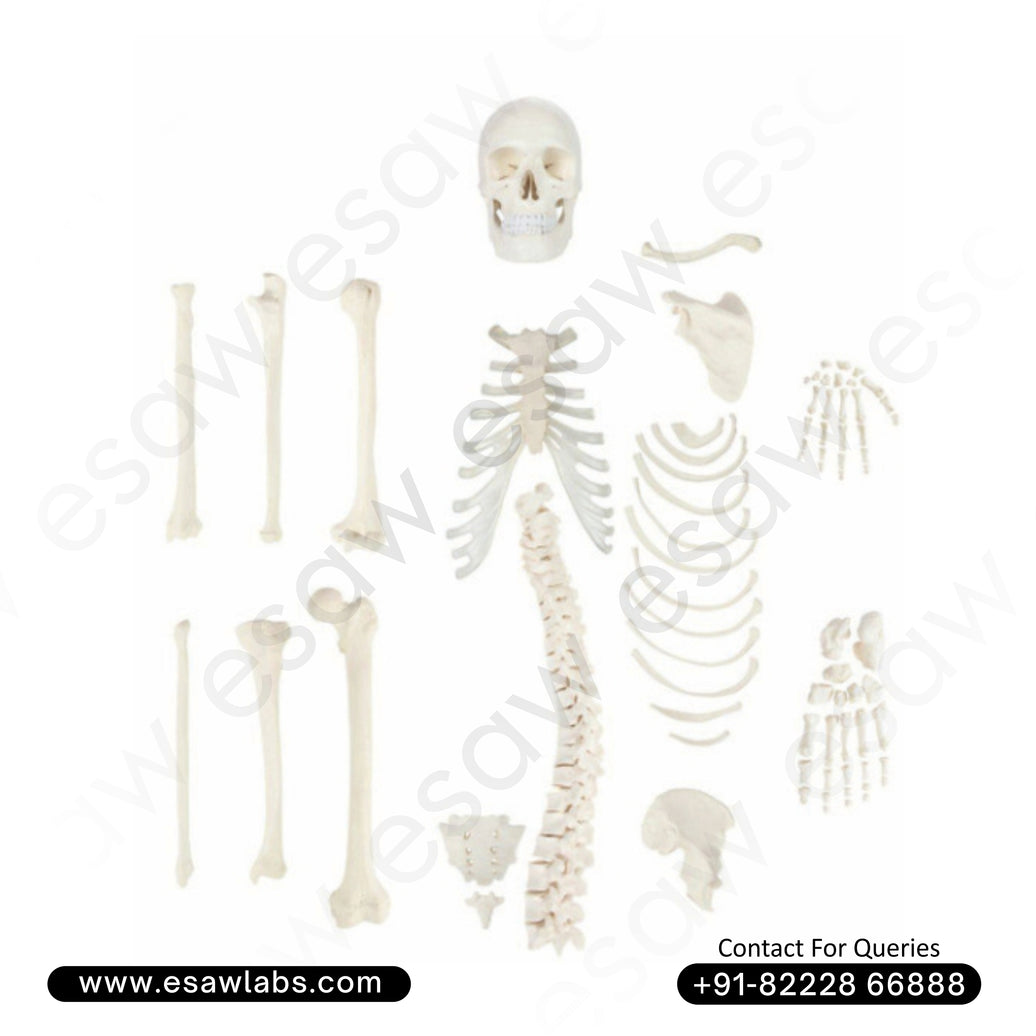 Life-Size Half Disarticulated Skeleton Model with Skull (Uni-Lateral)ESAW-DS61