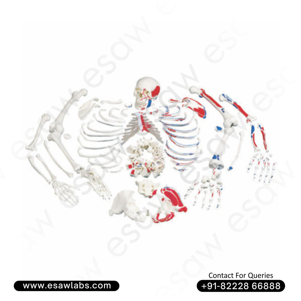 Life-Size Disarticulated Skeleton with Skull – One Side Painted (ESAW-DS60)