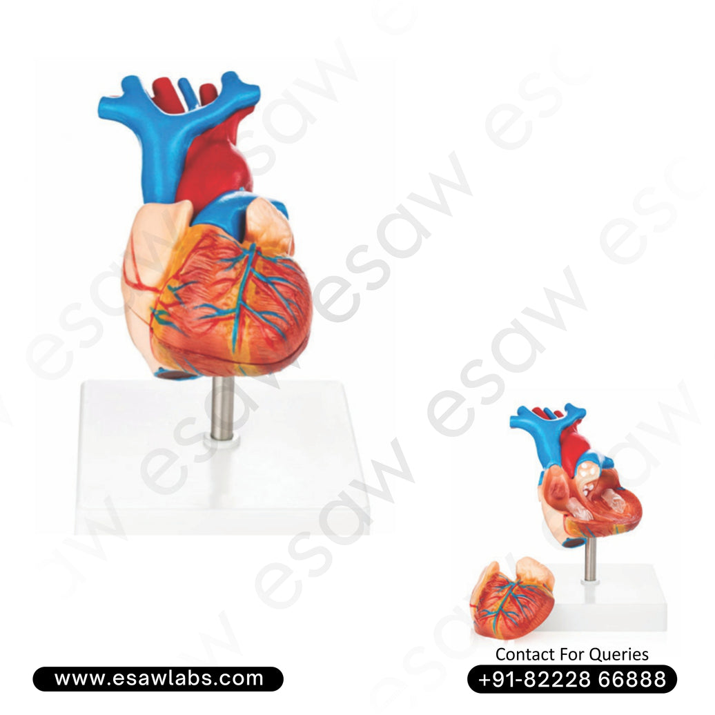 ❤️ Buy Life-Size Human Heart Model – 2-Part Dissectible Anatomical Heart with Magnetic Assembly | ESAW India