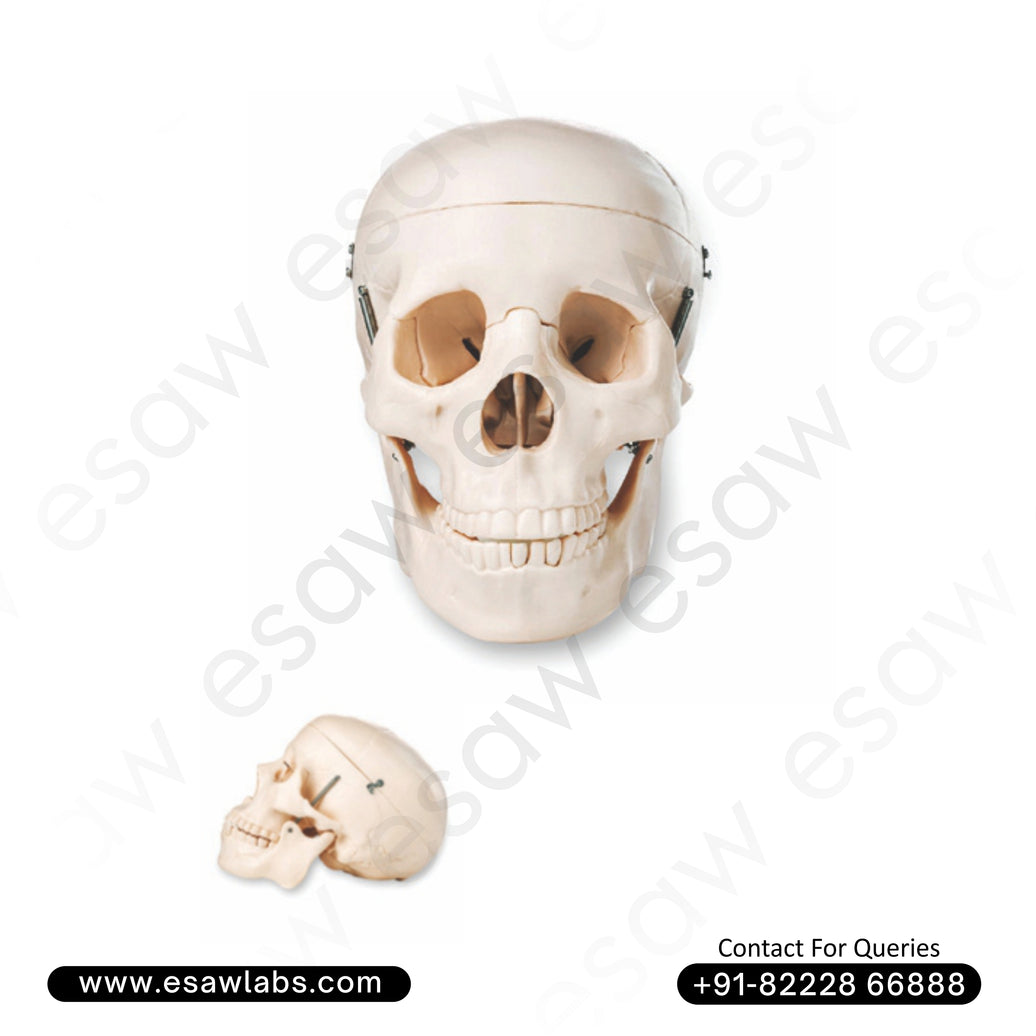 Life-Size Human Skull Model – 3-Part Dissectible (Model ESAW-HS62)
