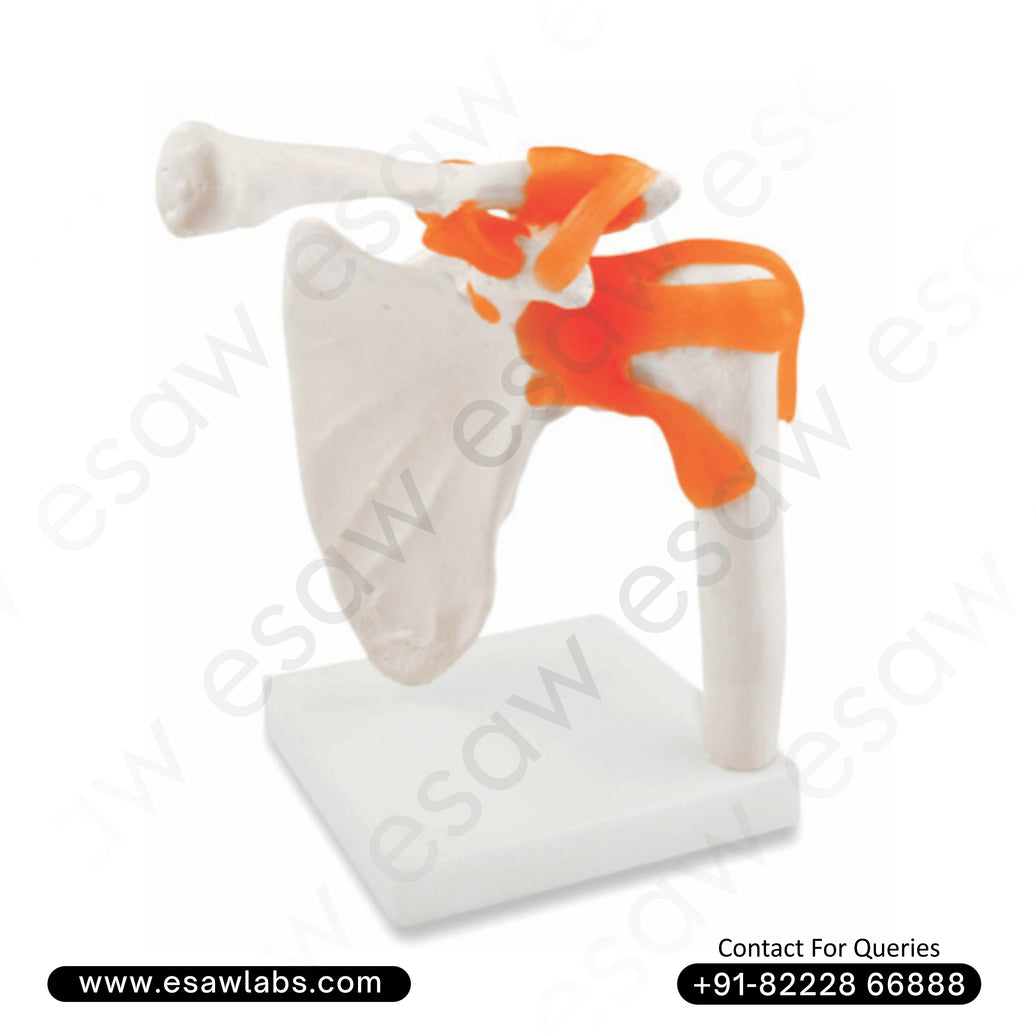 Life-Size Shoulder Joint Model Anatomical Human Shoulder Replica with Ligaments | ESAW India