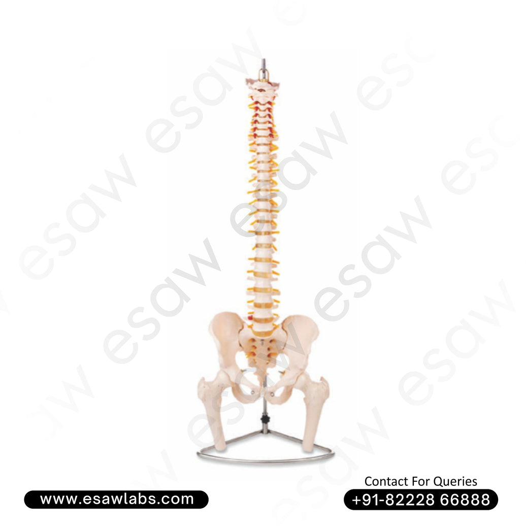 Life-Size Vertebral Column with Pelvis and Femur Heads Model - Full Human Spine Anatomy Model