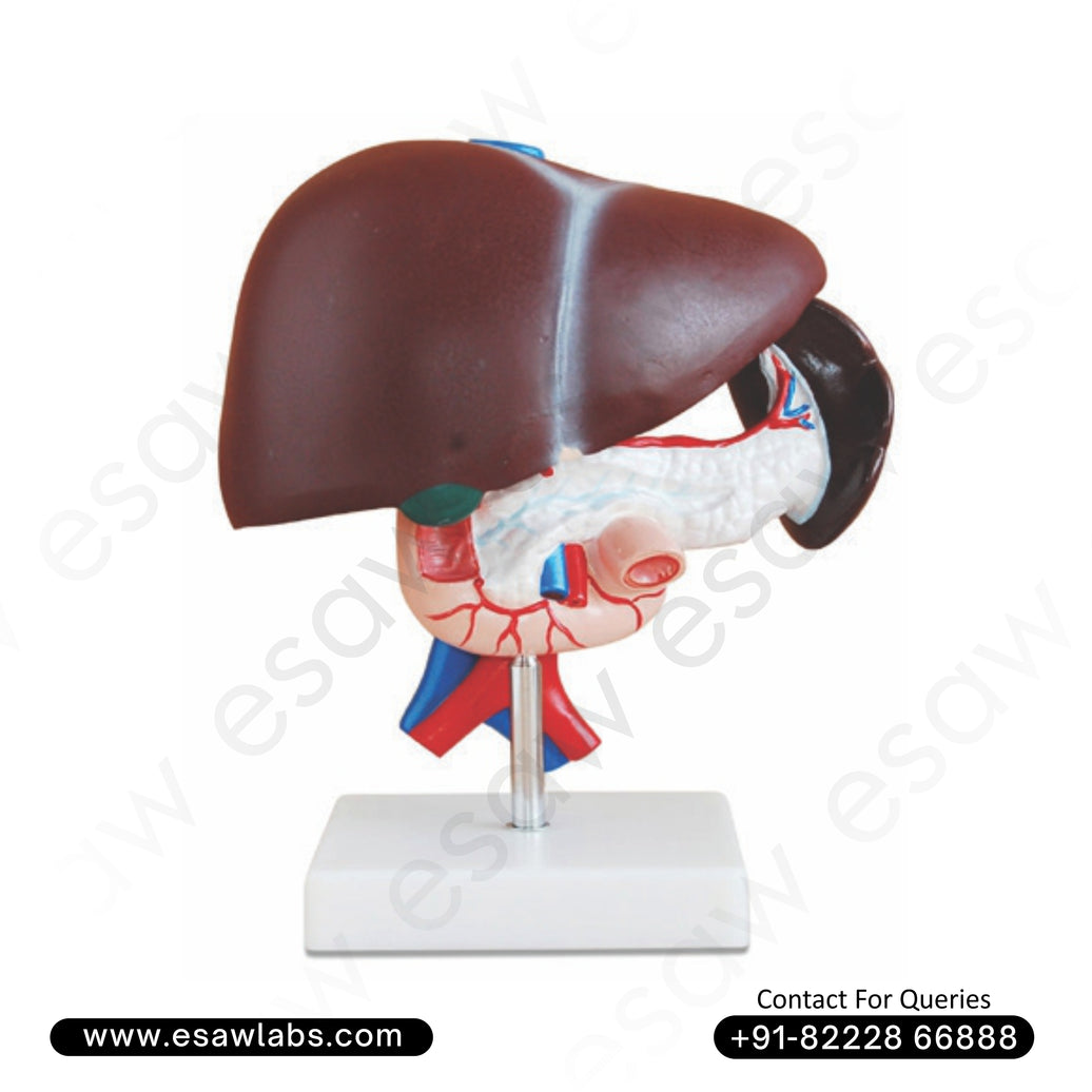 Liver, Pancreas & Duodenum Anatomical Model – Life-Size, 3-Part Dissectible Medical Teaching Model