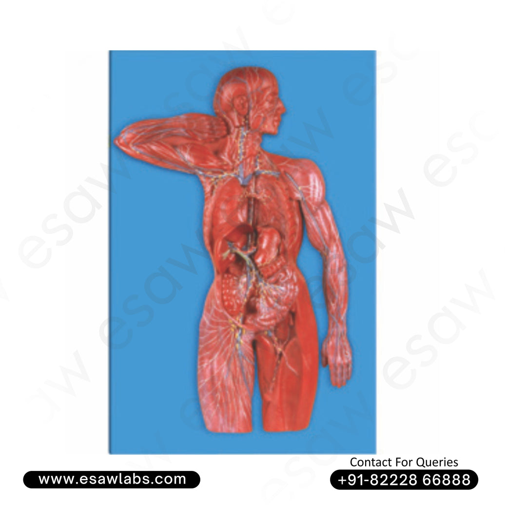 Buy High-Quality Human Lymphatic System Model – 23 Key Structures Displayed | ESAW India