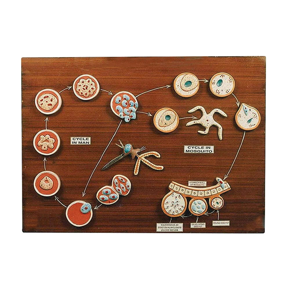 🖼️ Image ALT Tags (SEO-Focused):
"Malarial Parasite Life Cycle Model for Biology Labs"
"Educational Model of Plasmodium Life History ESAW India"
"Buy Enlarged Malaria Parasite Teaching Aid for Medical Colleges"