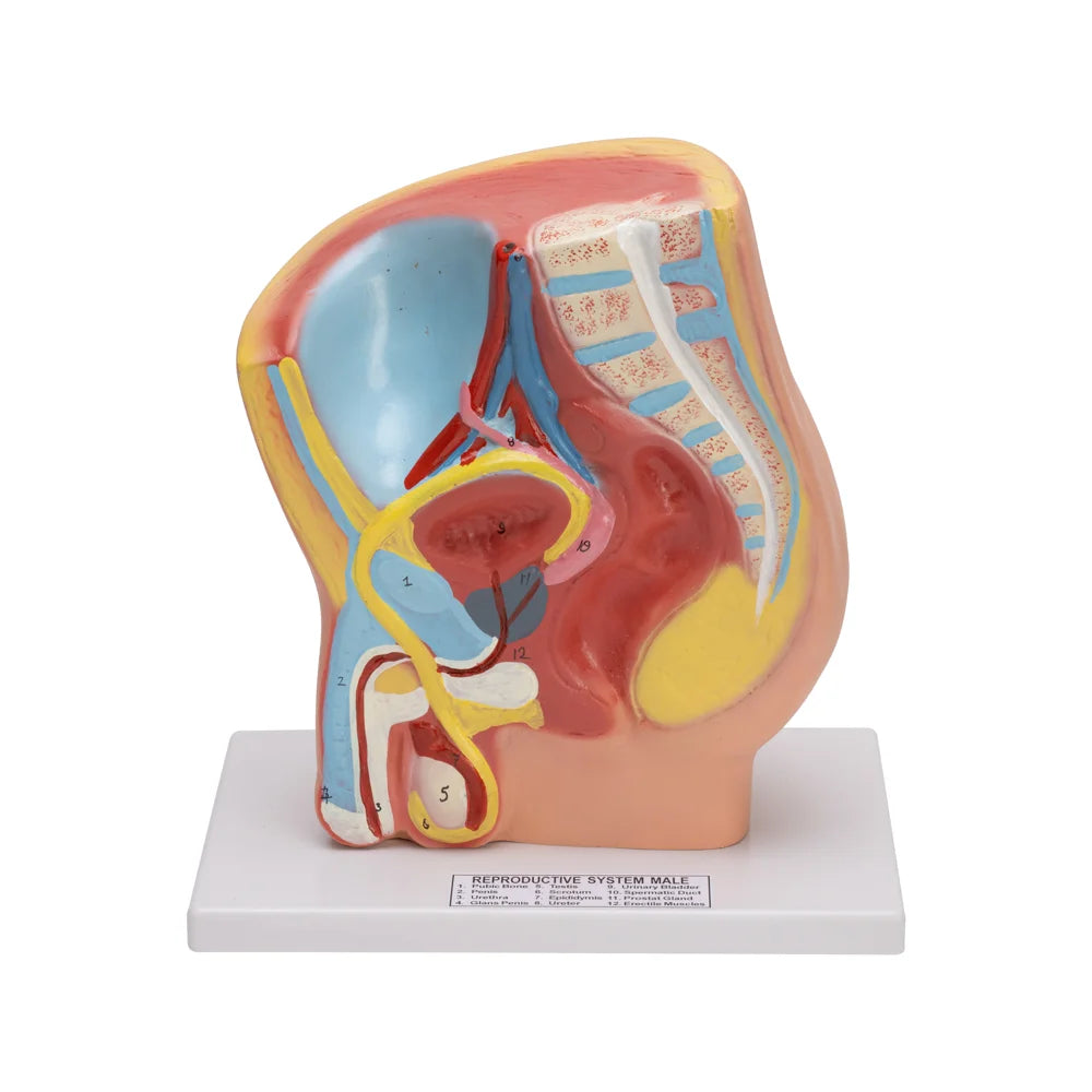Image ALT Tags:
"Male Pelvis Model for Medical Students and Nursing Colleges"
"Anatomical Male Reproductive System Model by ESAW India"
"Affordable Male Pelvis Model for Biology Classrooms"