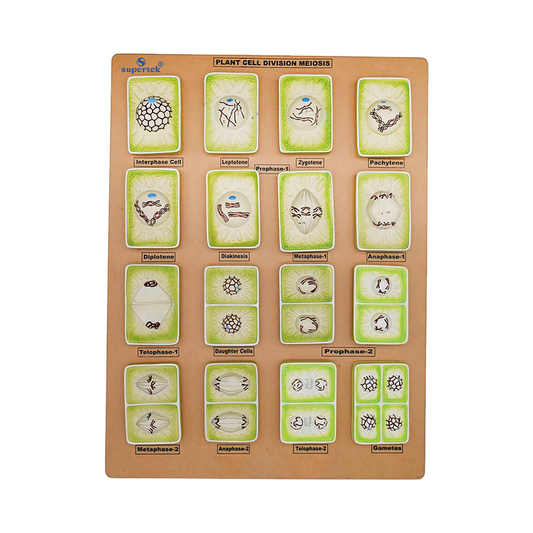 🖼️ Image ALT Tags (SEO-Optimized):
"Meiosis Phases Model for Classroom Cell Biology"
"Export Quality Meiosis Exploration Model India"
"Chromosome Division Teaching Model for Biology Labs"