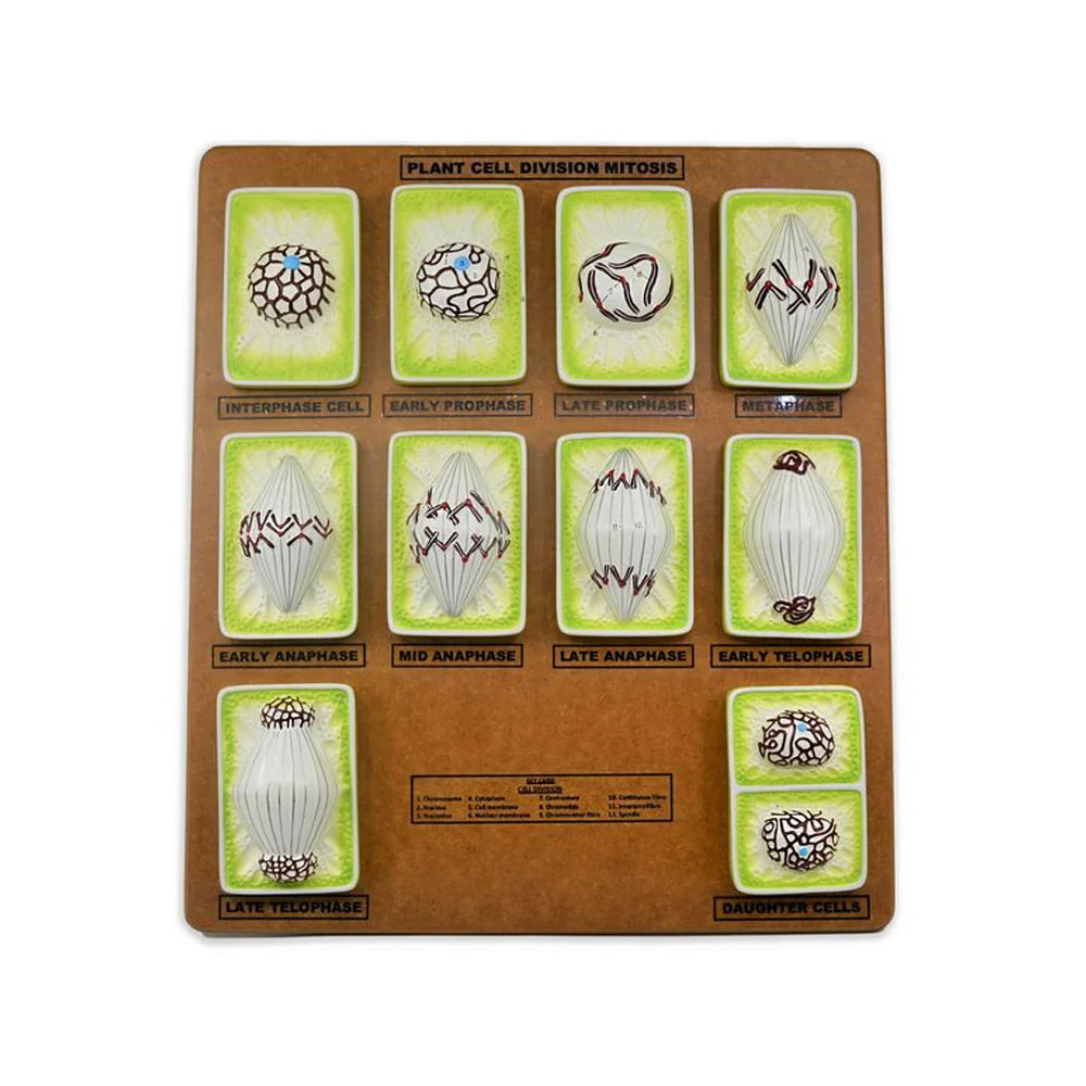 ALT Tags for Product Images:
"Mitosis demonstration model showing phases for biology class"
"Cell division model set for medical and science labs"
"Chromosome phase model for schools and colleges"