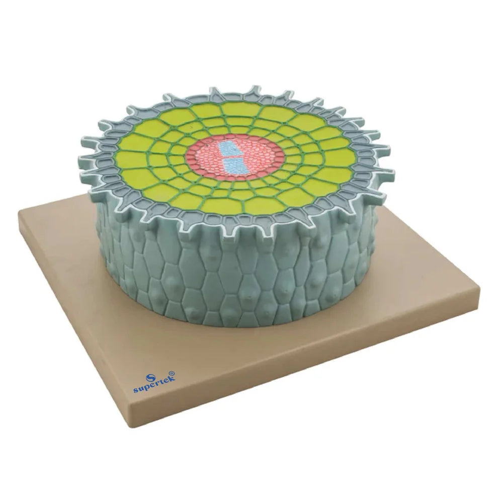 🖼️ Image ALT Tags for SEO & Accessibility:
"Root Absorption Zone Educational Model for Botany Labs"
"Absorption Zone of Root Teaching Model – ESAW India"
"Color-Coded Root Hairs and Vascular System Model"