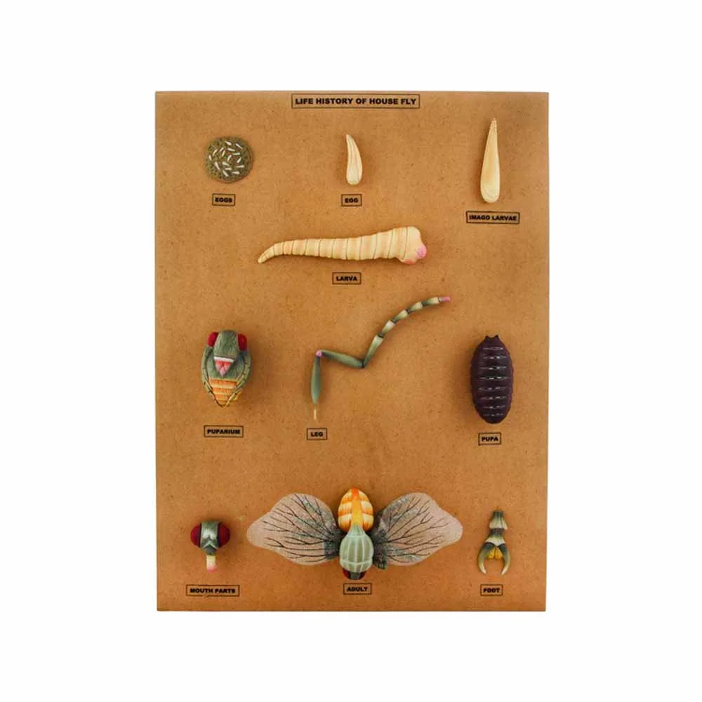🖼️ Image ALT Tags (SEO-Optimized):
"Housefly Life Cycle Teaching Model for Schools"
"Enlarged Insect Metamorphosis Model for Biology Labs"
"Buy Housefly Life History Model for Medical Colleges"