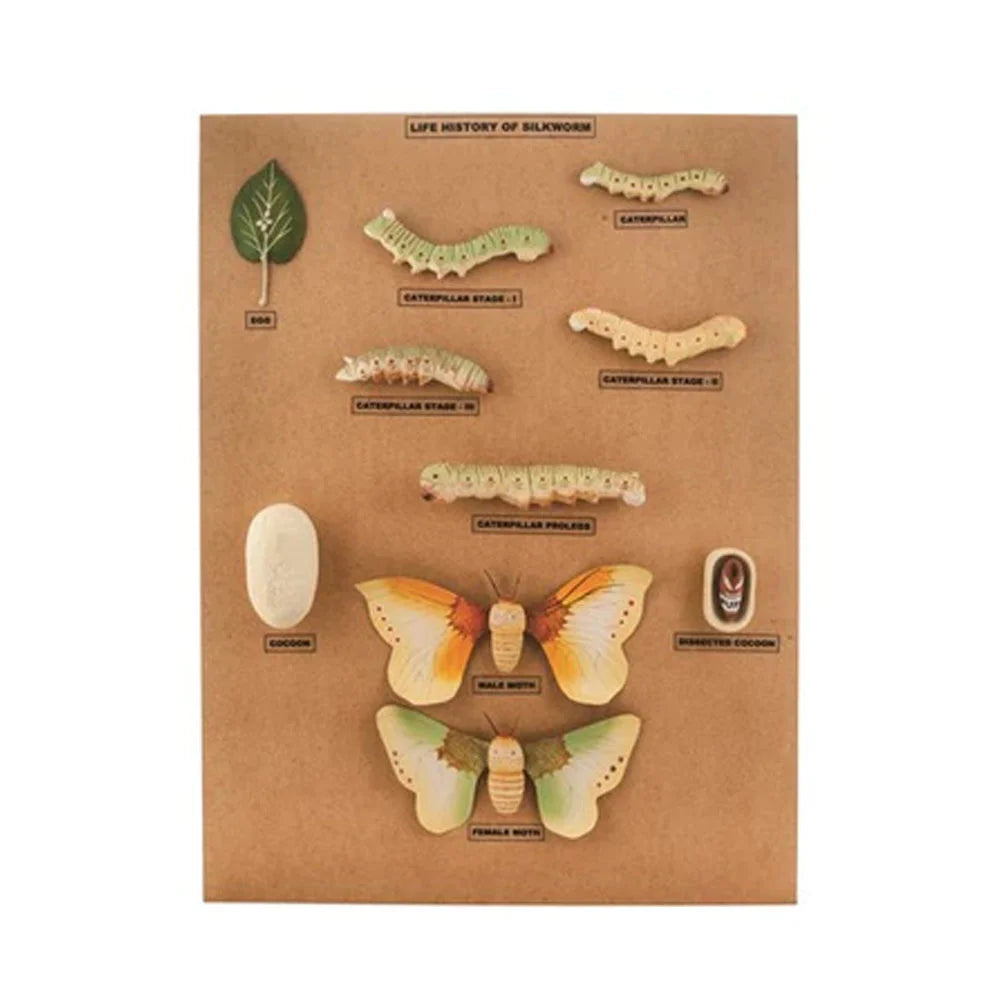 🖼 Image ALT Tags:
"Silkworm Life Cycle Model for Biology Lab Demonstration"
"Educational Display of Silkworm Development Stages – ESAW India"
"Mounted Insect Metamorphosis Model for School Use"