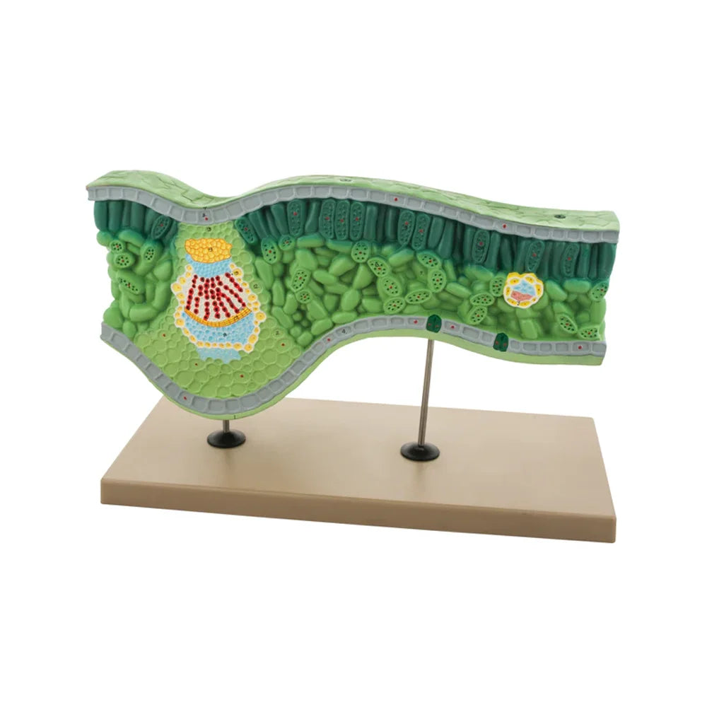 🖼️ ALT Tags for Product Images:
"Cross-Section Leaf Model for Botany Lab Demonstration"
"Dicot Leaf 3D Model with Xylem and Phloem – ESAW India"
"Educational Leaf Structure Model for Biology Classrooms"