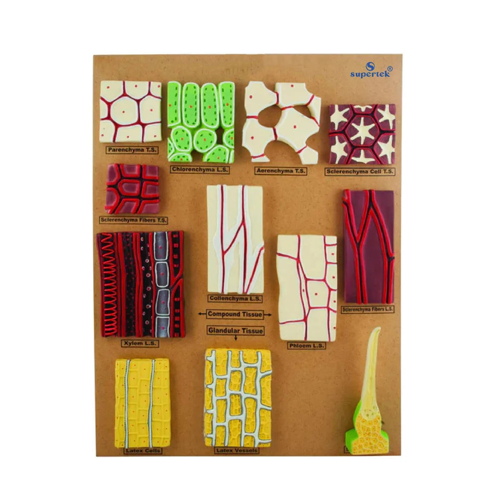 🖼️ Image ALT Tags:
"Types of Plant Tissues Model for Botany Lab Use"
"Meristematic and Permanent Tissue 3D Model – ESAW India"
"Plant Tissue Anatomy Educational Model for Biology Students"