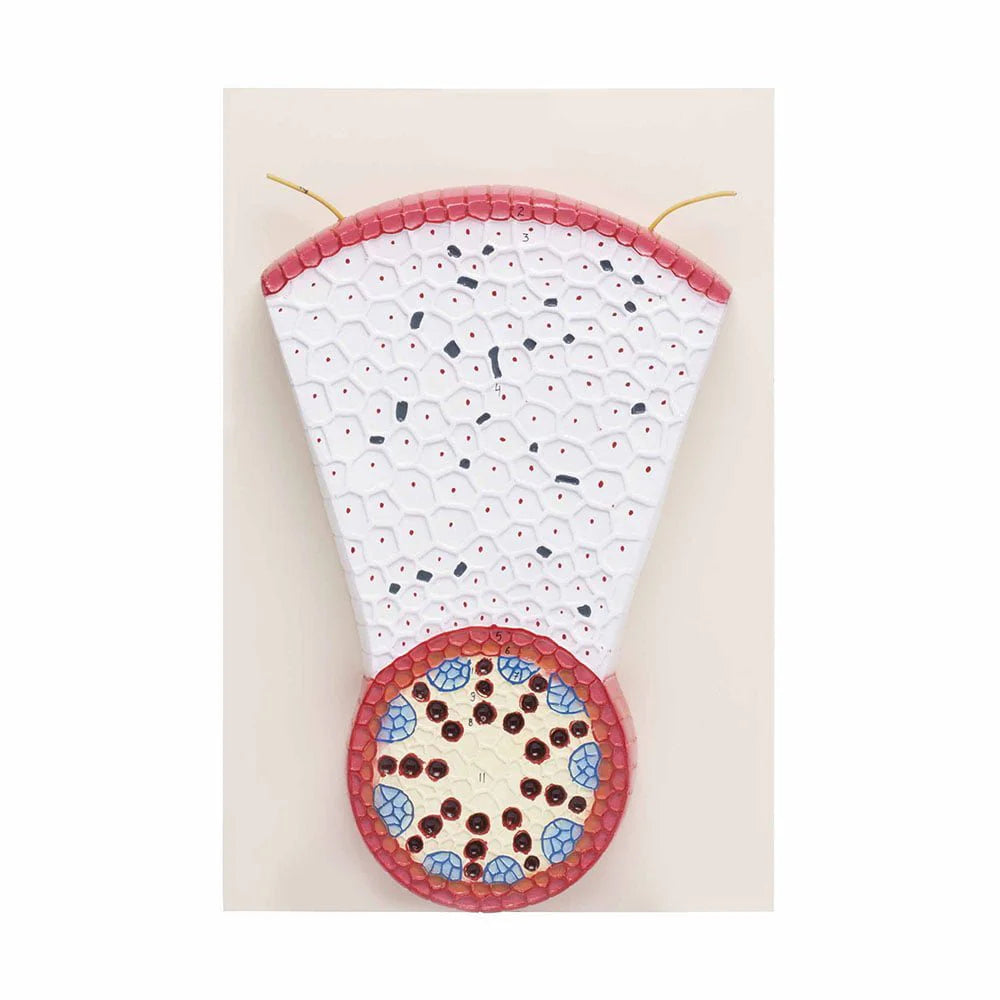 🖼️ Image ALT Tags (SEO-Optimized):
"Monocot Root T.S. Model for Botany Classrooms"
"Cross Section of Monocot Root – Educational Lab Model"
"Color-Coded Root Anatomy Model for Science Labs"
