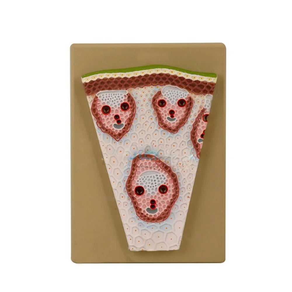 🖼 Image ALT Tags:
"Monocot Stem Transverse Section Slide for Botany Labs"
"Glass Slide with Monocot Plant Stem for Biology Class"
"Export Quality Monocot T.S. Slide for School Science Lab"