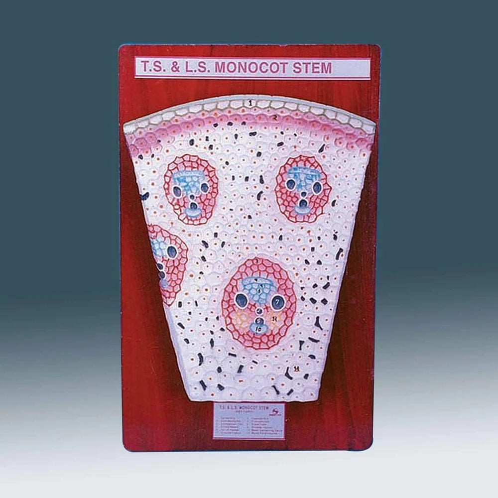 🖼 Image ALT Tags:
"Monocot Stem T.S. Slide for Botany Practical Work"
"Plant Tissue Cross Section Slide for Biology Lab"
"Glass Slide of Monocot Stem for School Microscope Use"