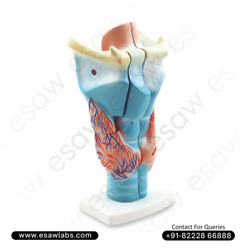 🔬 Buy Magnified Human Larynx Model – 3x Enlarged, 3-Part Dissectible | ESAW India