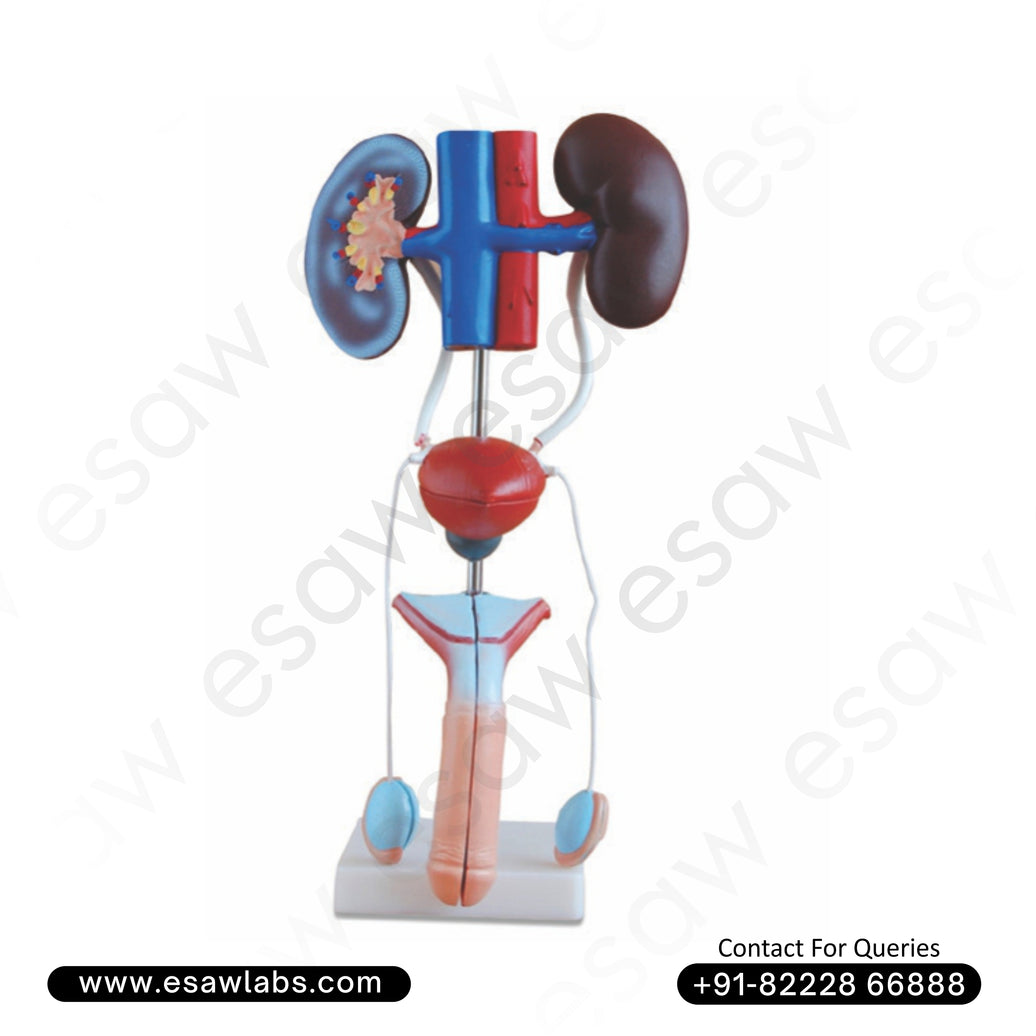 Male Urogenital System Model – Detailed Educational Model of Male Reproductive & Urinary Anatomy