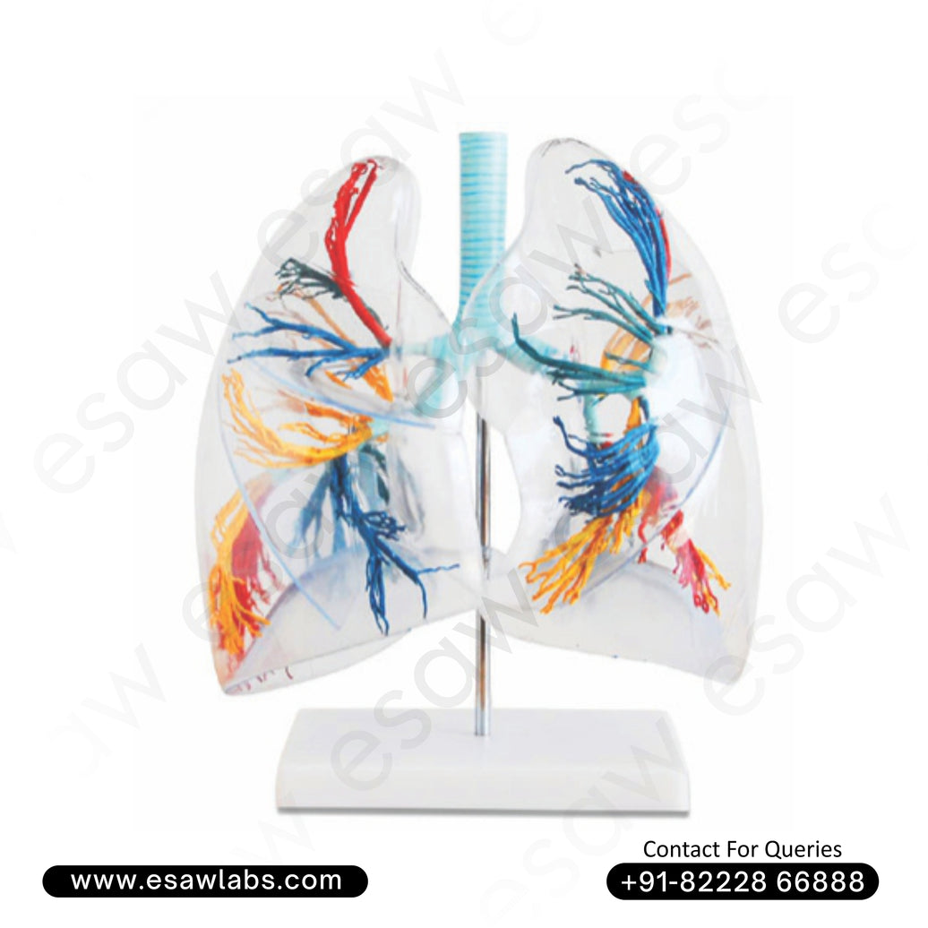 🫁 Buy Transparent Lung Segment Model – Bronchial Tree Anatomy in Clear Plastic | ESAW India