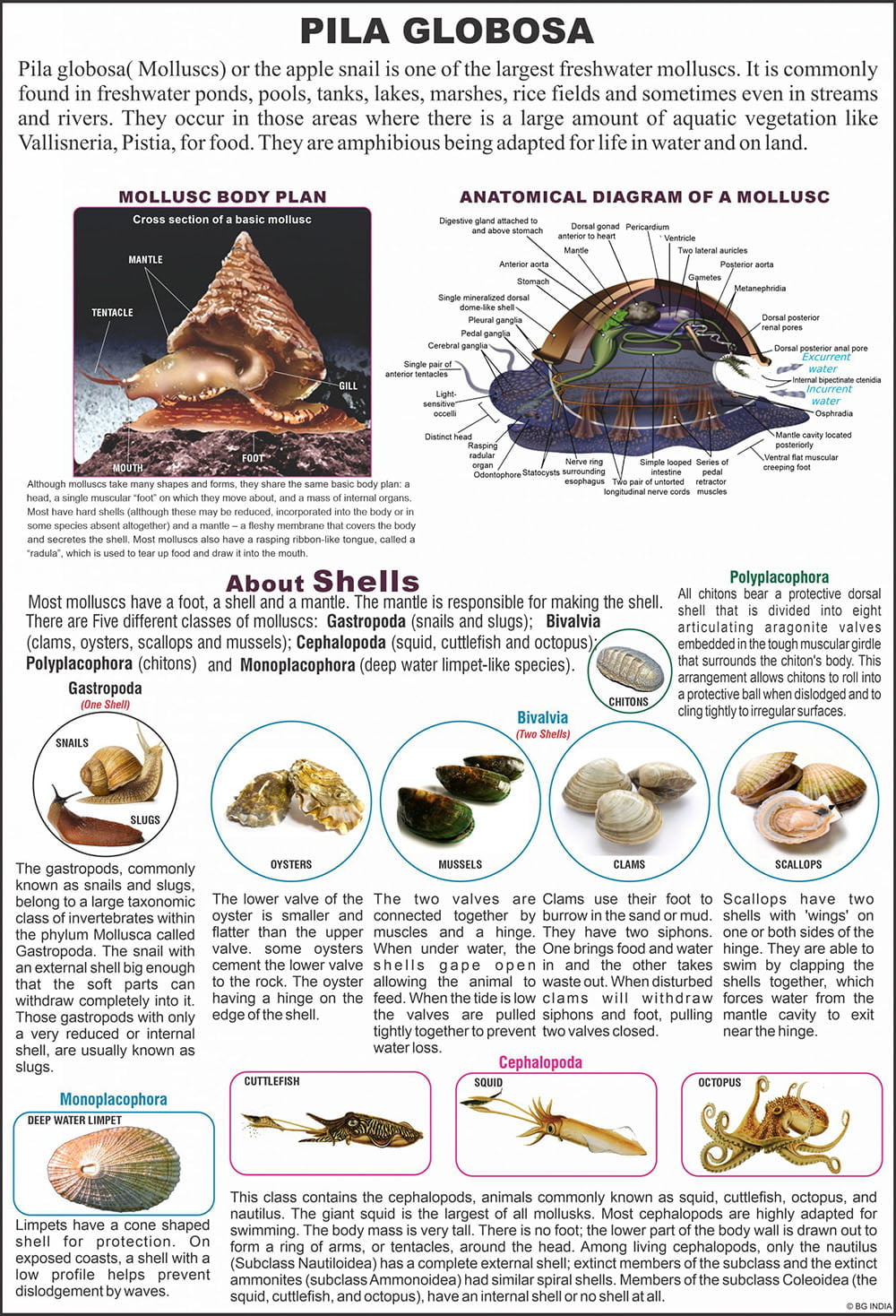 🖼️ Image ALT Tags:
"Mollusca Biology Chart for Zoology Classrooms and Labs"
"Educational Mollusk Chart – Laminated Visual Aid by ESAW"
"ESAW India Biology Chart Showing Mollusk Anatomy for Students"
"Zoology Teaching Aid – Mollusca Chart for Schools and Research Labs"