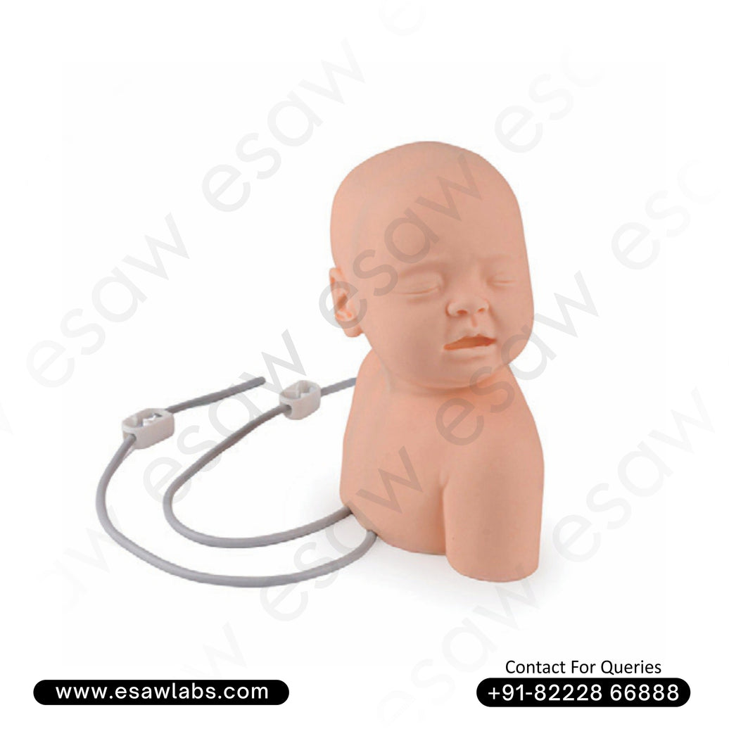 Neonate Scalp Venipuncture Model – Infant IV Training Manikin | ESAW India