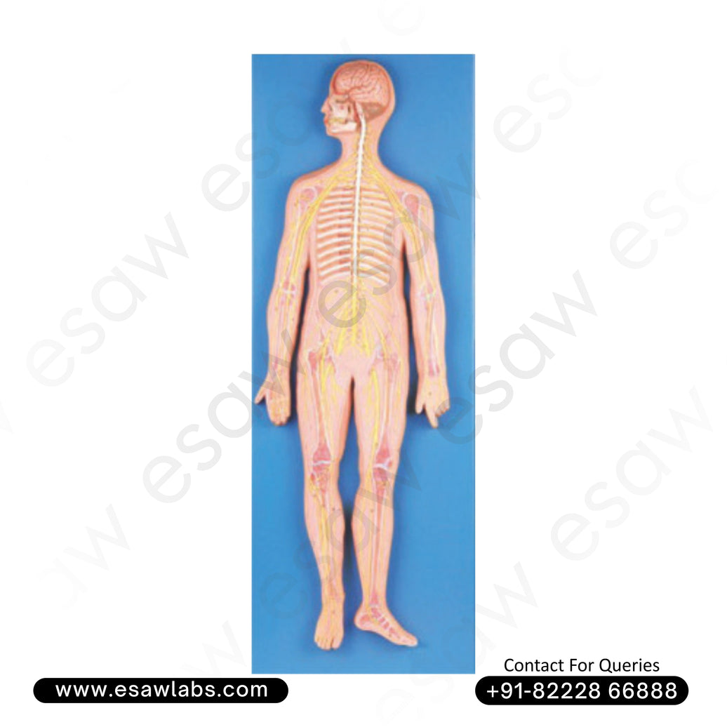 🧠 Buy Full-Body Human Nervous System Model – 33-Position Life-Size Neural Pathways Chart | ESAW India