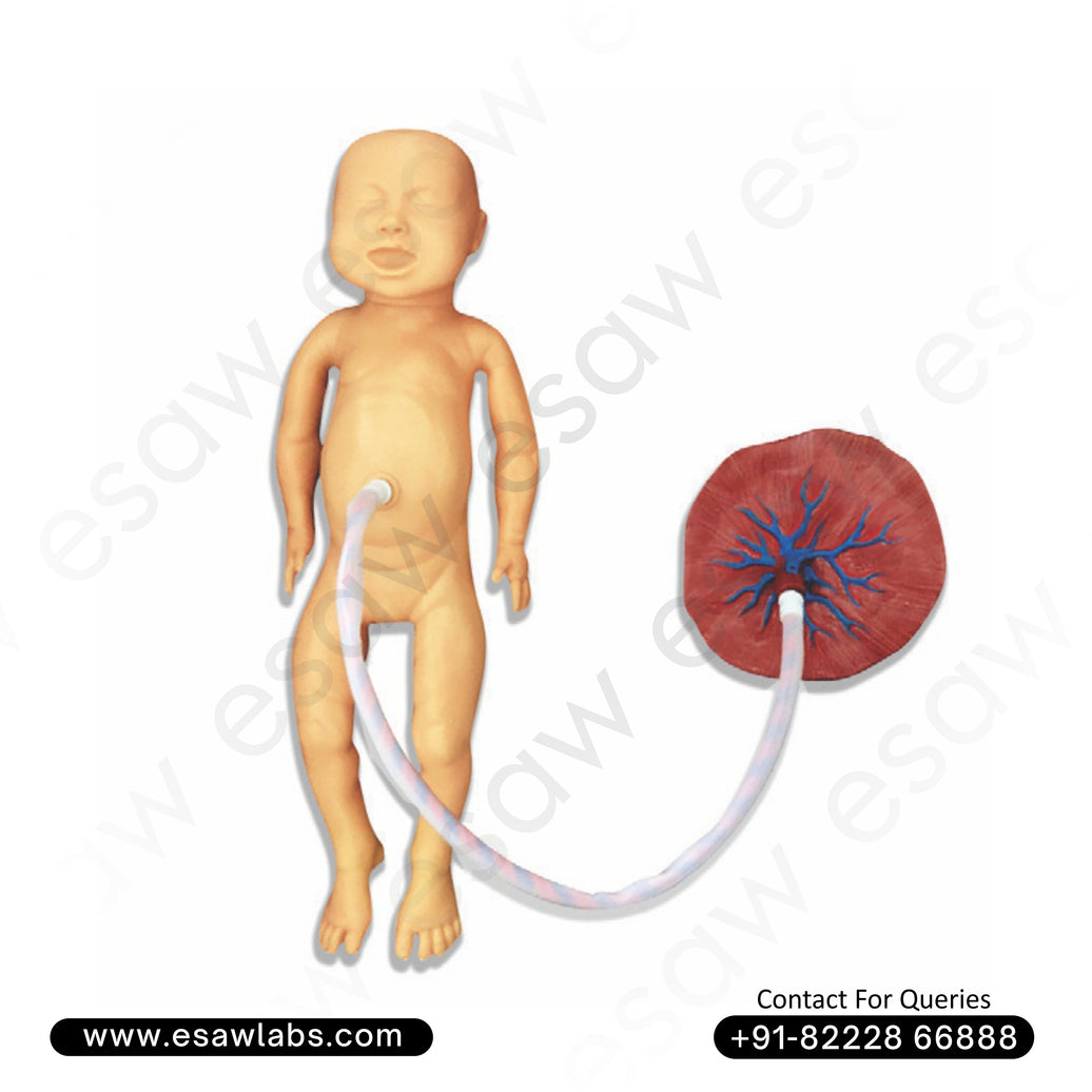 New Born Baby with Placenta – Female Neonatal Nursing Training Manikin