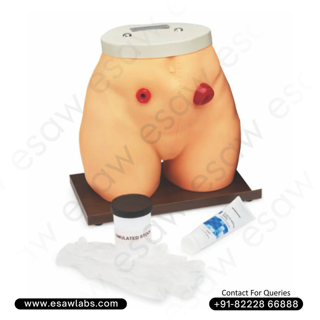 Ostomy Nursing Model – Colostomy & Ileostomy Training Simulator | ESAW India