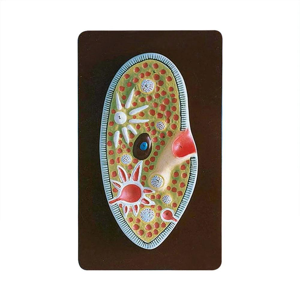 🖼 Image ALT Tags:
"Paramecium Teaching Model for Biology Lab"
"Enlarged Paramecium Structure for Cell Biology"
"Protozoa Model for Classroom Science Practical"