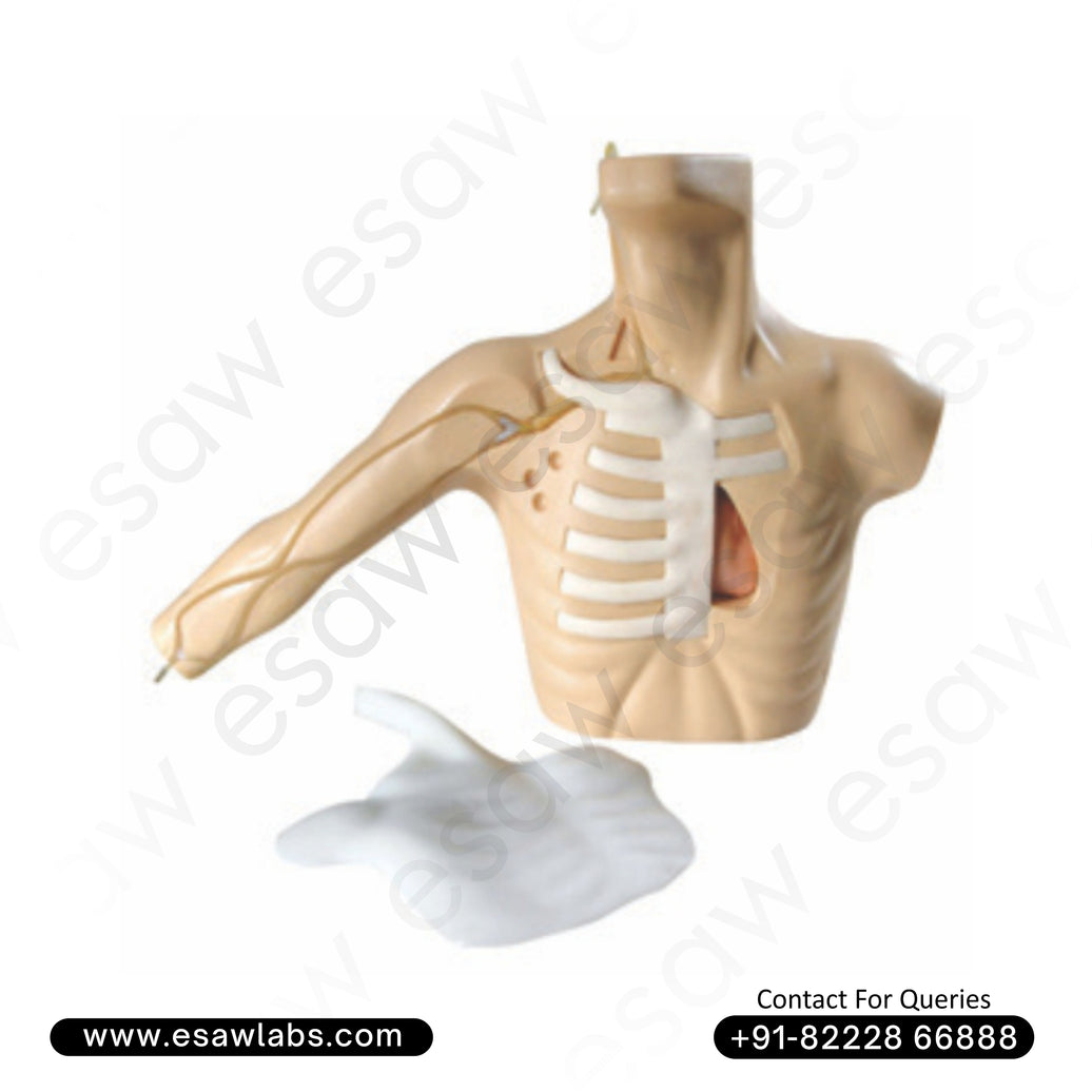 PICC Line Training Model (Peripherally Inserted Central Catheter) – Internal Jugular, Subclavian & Peripheral Vein Catheterization Simulator | ESAW India