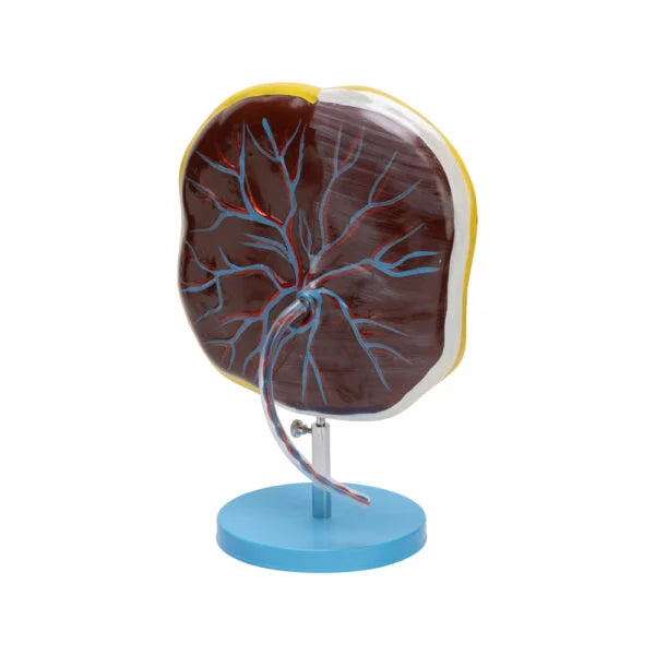Buy Placenta Model – Anatomical Reproductive Teaching Aid for Biology & Medical Labs