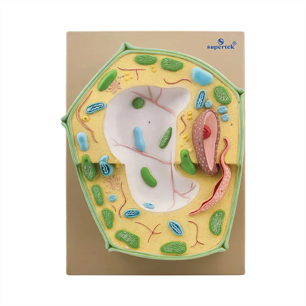 🖼️ Image ALT Tags:
“3D Plant Cell Model for School Biology Lab”
“Labeled Plant Cell Structure Model for Students”
“Educational Plant Cell Teaching Aid – ESAW India”