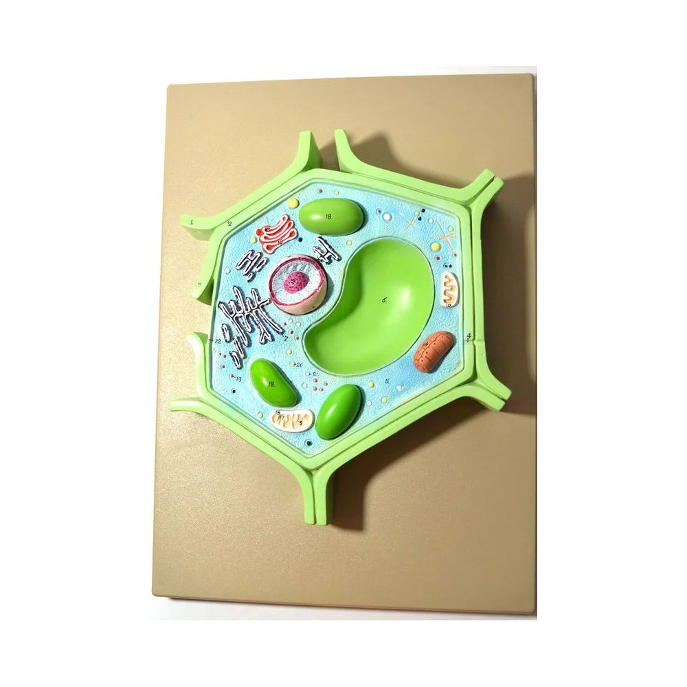 🖼️ ALT Tags for Product Images:
"3D Plant Cell Model with Nucleus and Chloroplast for Biology Class"
"Plant Cell Study Model – Labeled Educational Tool for Labs"
"Enlarged Plant Cell Plastic Model for School Science Demonstrations"