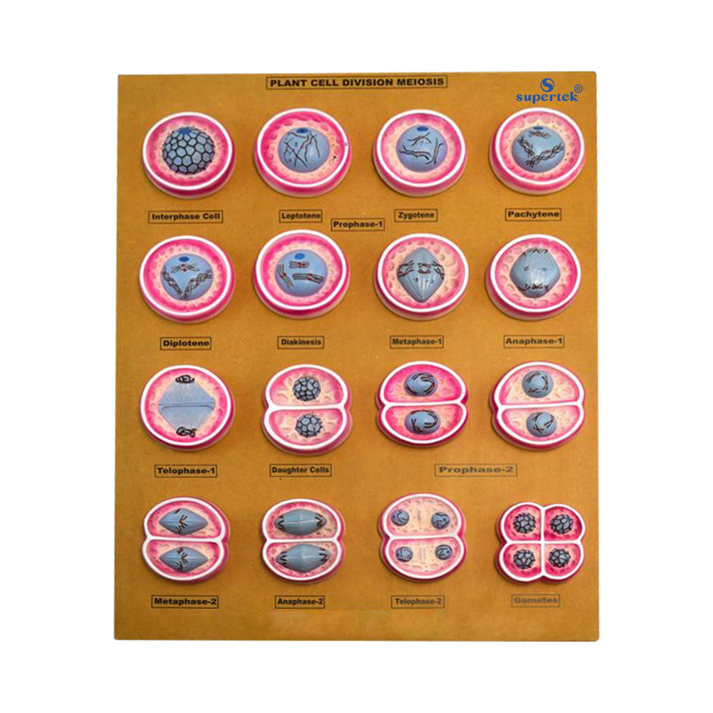 ALT Tags for Product Images:
"Plant cell division model for biology lab use"
"Educational mitosis model set for schools and colleges"
"Master model of plant mitosis phases for students"
