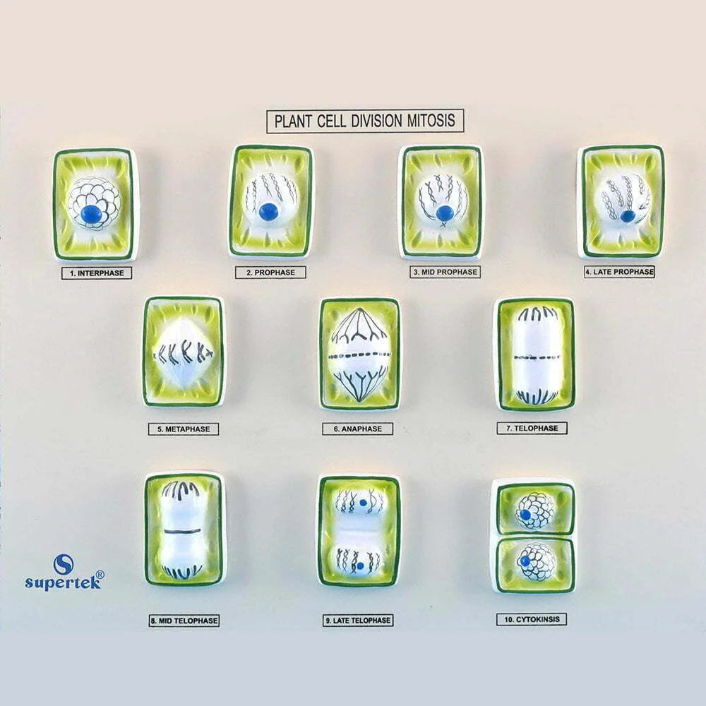 🖼 Image ALT Tags:
"Plant Mitosis Model for Biology Lab Use"
"3D Educational Tool for Mitosis in Plant Cells"
"Science Equipment Showing Chromosome Division – Plant Mitosis"