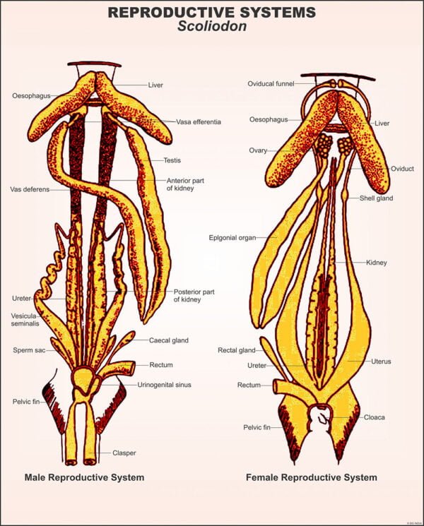 🖼️ Image ALT Tags:
"Pisces Zoology Chart for Biology Classrooms and Science Labs"
"Laminated Pisces Poster – Vertebrate Phylum Visual Aid by ESAW"
"Fish Anatomy Educational Chart for Students and Teachers"
"ESAW Pisces Phylum Chart – Biology Lab Visual for Zoology Education"